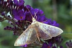 Caloptilia chalcanthes - Nesselzünsler